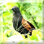 Greater Coucal