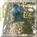 Greater Racquet Drongo