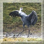 Hooded Crane