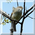 Japanese Bush Warbler