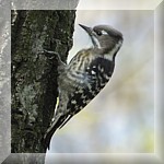 Japanese Pygmy Woodpecker