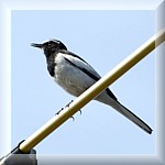 Japanese Pied Wagtail