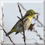 Japanese White-eye