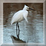 Little Egret