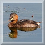 Little Grebe