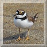 Little Ringed Plover