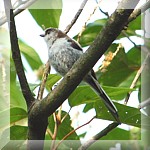 Long-tailed Tit