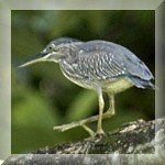 Little-Heron