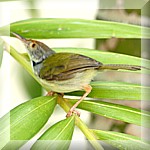 Long-tailed Tailor Bird