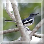 Magpie Robin