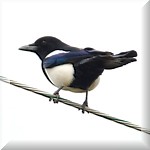 Magpie