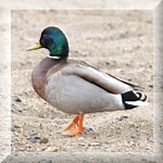 Mallard