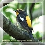 Narcissus Flycatcher