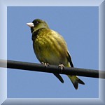 Oriental Greenfinch