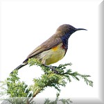 Olive backed Sunbird