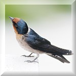 Pacific Swallow