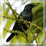 Philippine Glossy Starling