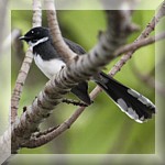 Pied Fantail