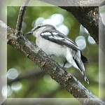 Pied Triller