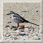 Pied Wagtail