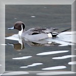 Pintail