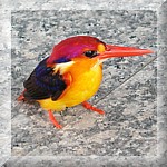 Rufous-Backed Kingfisher