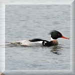 Red-breasted Merganser