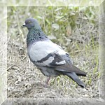 Rock Pigeon