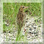 Richard's Pipit