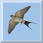 Red-Rumped Swallow