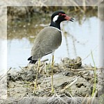 Red-wattled Lapwing