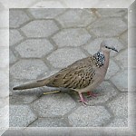 Spotted Dove