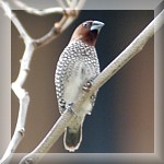 Scaly Breasted Munia