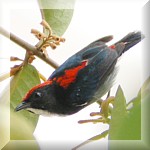 Scarlet-backed Flowerpecker