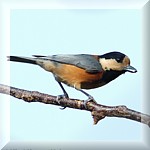 Varied Tit