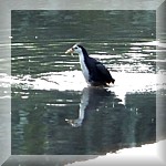 White-breasted Waterhen