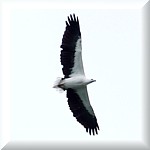 White-bellied Sea-eagle