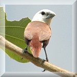 White Headed Munia