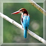 White Throated Kingfisher