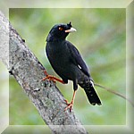 White Vented Myna