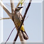 Yellow Vented Bulbul